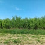 Willow - Headley Hall, May 2025
