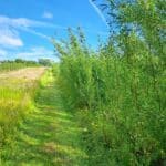 Willow - North Wyke, May 2025