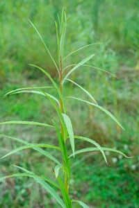 Willow salix (31.3)