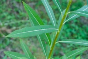 Willow salix (31.3)