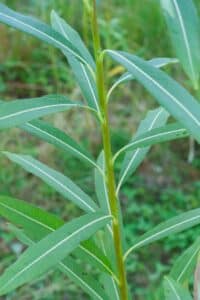Willow salix (31.3)