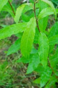 Willow salix (31.3)