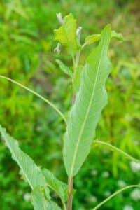 Willow salix (31.3)