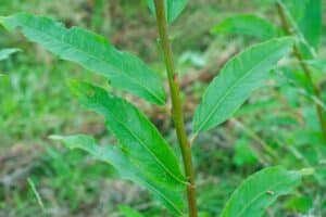 Willow salix (31.3)