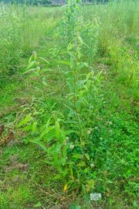 Willow salix (31.3)