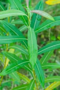 Willow salix (31.3)