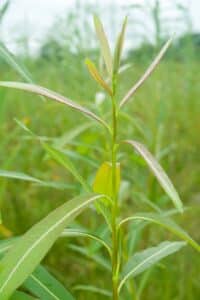 Willow salix (31.3)