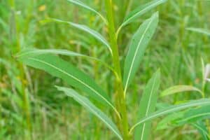 Willow salix (31.3)