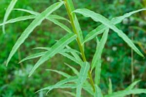 Willow salix (31.3)
