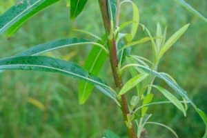 Willow salix (Corvinus)