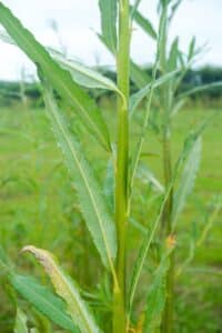 Willow salix (Corvinus)