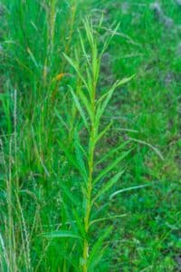 Willow salix (Corvinus)