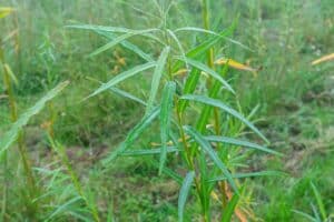 Willow salix (Corvinus)