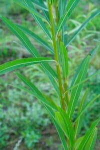 Willow salix (Ema)