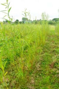 Willow salix (Ema)