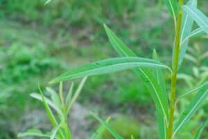 Willow salix (Ema)