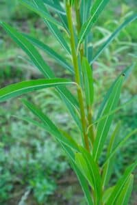 Willow salix (Ema)