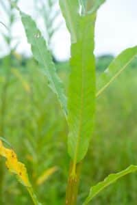 Willow salix (Ema)
