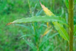 Willow salix (Ema)