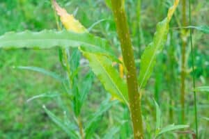 Willow salix (Ema)