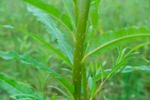 Willow salix (Ema)