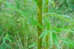 Willow salix (Ema)