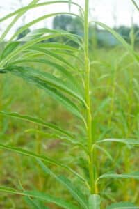 Willow salix (Ema)