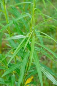 Willow salix (Ema)
