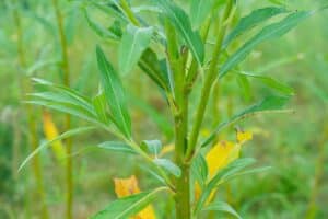 Willow salix (Ema)
