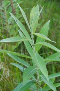 Willow salix (Emma)