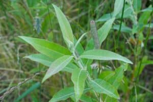 Willow salix (Emma)