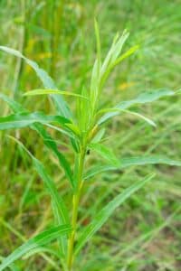 Willow salix (Emma)