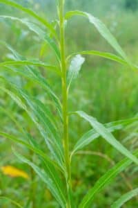 Willow salix (Emma)