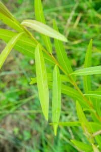 Willow salix (Emma)