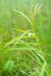 Willow salix (Emma)
