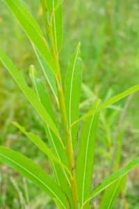 Willow salix (Emma)