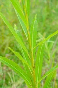 Willow salix (Emma)