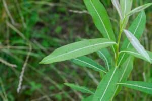 Willow salix (Emma)