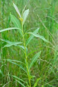 Willow salix (Emma)