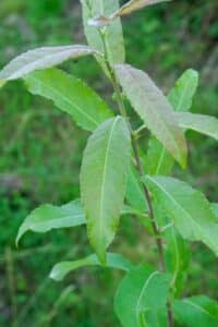 Willow salix (Endurance)
