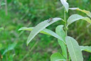 Willow salix (Endurance)