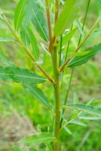 Willow salix (Endurance)