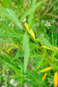 Willow salix (Endurance)