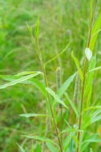 Willow salix (Endurance)