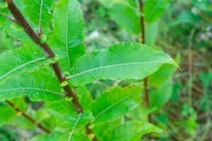 Willow salix (Endurance)