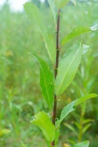 Willow salix (Endurance)