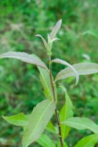 Willow salix (Endurance)