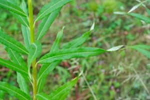 Willow salix (Endurance)