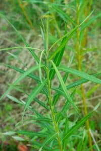 Willow salix (Endurance)