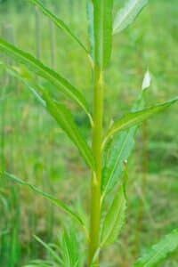 Willow salix (Endurance)